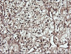 Invitrogen CDC123 Monoclonal Antibody (OTI1F8) 100 &mu;L; Unconjugated:Antibodies,