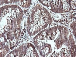 Invitrogen CDC123 Monoclonal Antibody (OTI1F8) 100 &mu;L; Unconjugated:Antibodies,