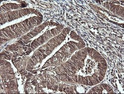 Invitrogen CDC123 Monoclonal Antibody (OTI1F8) 100 &mu;L; Unconjugated:Antibodies,