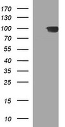 Invitrogen ADAMTS8 Monoclonal Antibody (OTI2H5) 100 &mu;L; Unconjugated:Antibodies,