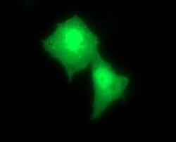 Invitrogen RAB24 Monoclonal Antibody (OTI3H1) 100 &mu;L; Unconjugated:Antibodies,