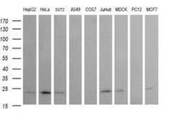 Invitrogen RAB24 Monoclonal Antibody (OTI3H1) 100 &mu;L; Unconjugated:Antibodies,