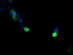 Invitrogen VPS28 Monoclonal Antibody (OTI1A8) 100 &mu;L; Unconjugated:Antibodies,