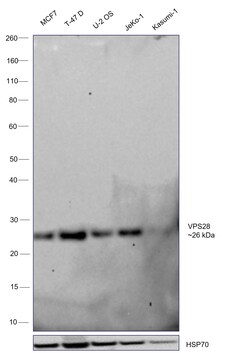 Invitrogen VPS28 Monoclonal Antibody (OTI1A8) 100 &mu;L; Unconjugated:Antibodies,