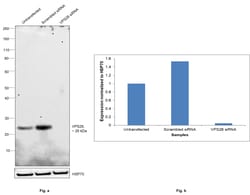 Invitrogen VPS28 Monoclonal Antibody (OTI1A8) 100 &mu;L; Unconjugated:Antibodies,