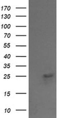 Invitrogen VPS28 Monoclonal Antibody (OTI1A8) 100 &mu;L; Unconjugated:Antibodies,