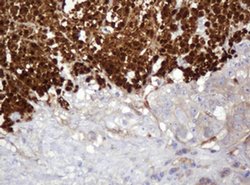 Invitrogen PARVB Monoclonal Antibody (OTI1B7) 100 &mu;L; Unconjugated:Antibodies,