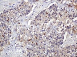 Invitrogen PARVB Monoclonal Antibody (OTI1B7) 100 &mu;L; Unconjugated:Antibodies,