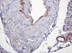 Invitrogen PARVB Monoclonal Antibody (OTI1B7) 100 &mu;L; Unconjugated:Antibodies,