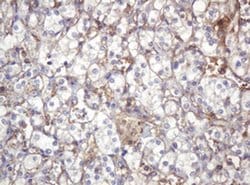 Invitrogen ARPC5 Monoclonal Antibody (OTI2G1) 100 &mu;L; Unconjugated:Antibodies,