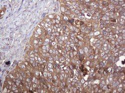 Invitrogen ARPC5 Monoclonal Antibody (OTI2G1) 100 &mu;L; Unconjugated:Antibodies,