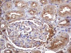 Invitrogen ARPC5 Monoclonal Antibody (OTI2G1) 100 &mu;L; Unconjugated:Antibodies,