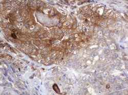 Invitrogen ARPC5 Monoclonal Antibody (OTI2G1) 100 &mu;L; Unconjugated:Antibodies,