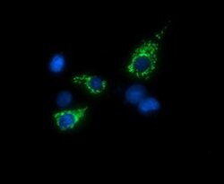 Invitrogen TRMU Monoclonal Antibody (OTI2A4) 100 &mu;L; Unconjugated:Antibodies,