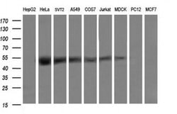 Invitrogen TRMU Monoclonal Antibody (OTI2A4) 100 &mu;L; Unconjugated:Antibodies,