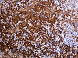 Invitrogen PARVB Monoclonal Antibody (OTI3G1) 100 &mu;L; Unconjugated:Antibodies,