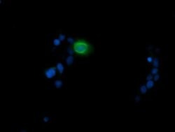 Invitrogen MDMX Monoclonal Antibody (OTI4G5) 100 &mu;L | Buy Online | Invitrogen&trade; | Fisher Scientific