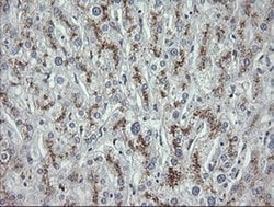 Invitrogen MDMX Monoclonal Antibody (OTI4G5) 100 &mu;L | Buy Online | Invitrogen&trade; | Fisher Scientific