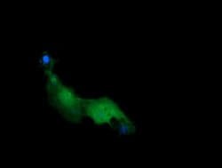 Invitrogen RAB21 Monoclonal Antibody (OTI6E12) 100 &mu;L; Unconjugated:Antibodies,