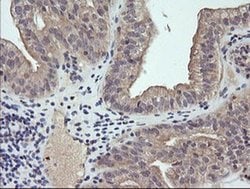 Invitrogen RAB21 Monoclonal Antibody (OTI6E12) 100 &mu;L; Unconjugated:Antibodies,