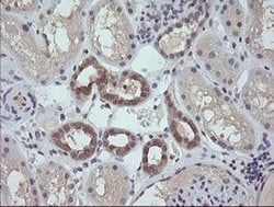 Invitrogen RAB21 Monoclonal Antibody (OTI6E12) 100 &mu;L; Unconjugated:Antibodies,