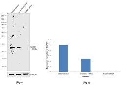 Invitrogen RAB21 Monoclonal Antibody (OTI6E12) 100 &mu;L; Unconjugated:Antibodies,