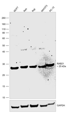 Invitrogen RAB21 Monoclonal Antibody (OTI6E12) 100 &mu;L; Unconjugated:Antibodies,