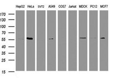Invitrogen RNF23 Monoclonal Antibody (OTI2A6) 100 &mu;L; Unconjugated:Antibodies,