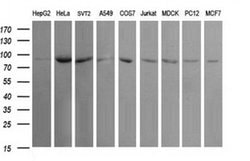 Invitrogen USP16 Monoclonal Antibody (OTI1B4) 100 &mu;L; Unconjugated:Antibodies,
