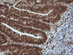 Invitrogen MAPK4 Monoclonal Antibody (OTI2D7) 100 &mu;L; Unconjugated:Antibodies,
