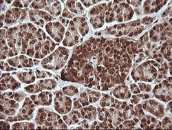 Invitrogen MAPK4 Monoclonal Antibody (OTI2D7) 100 &mu;L; Unconjugated:Antibodies,