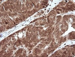Invitrogen MAPK4 Monoclonal Antibody (OTI2D7) 100 &mu;L; Unconjugated:Antibodies,