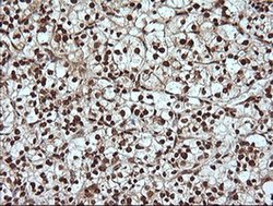 Invitrogen MAPK4 Monoclonal Antibody (OTI2D7) 100 &mu;L; Unconjugated:Antibodies,