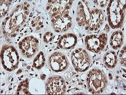 Invitrogen MAPK4 Monoclonal Antibody (OTI2D7) 100 &mu;L; Unconjugated:Antibodies,