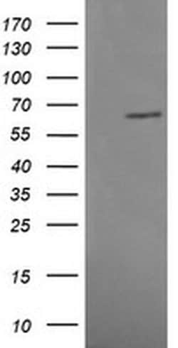 Invitrogen MAPK4 Monoclonal Antibody (OTI2D7) 100 &mu;L; Unconjugated:Antibodies,