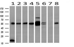 Invitrogen MAPK4 Monoclonal Antibody (OTI2D7) 100 &mu;L; Unconjugated:Antibodies,