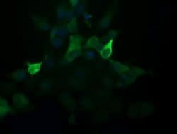 Invitrogen PIK3R5 Monoclonal Antibody (OTI5B1) 100 &mu;L; Unconjugated:Antibodies,