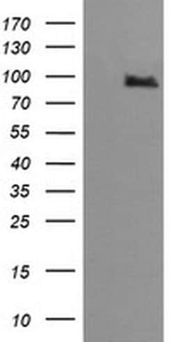 Invitrogen PIK3R5 Monoclonal Antibody (OTI5B1) 100 &mu;L; Unconjugated:Antibodies,