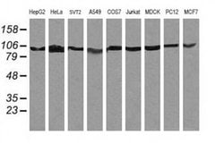Invitrogen PIK3R5 Monoclonal Antibody (OTI5B1) 100 &mu;L; Unconjugated:Antibodies,