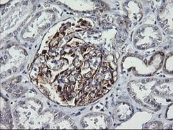 Invitrogen VTI1A Monoclonal Antibody (OTI1F4) 100 &mu;L; Unconjugated:Antibodies,