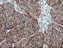 Invitrogen VTI1A Monoclonal Antibody (OTI1F4) 100 &mu;L; Unconjugated:Antibodies,
