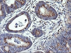 Invitrogen VTI1A Monoclonal Antibody (OTI1F4) 100 &mu;L; Unconjugated:Antibodies,