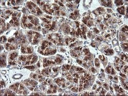 Invitrogen VTI1A Monoclonal Antibody (OTI1F4) 100 &mu;L; Unconjugated:Antibodies,