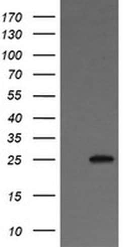Invitrogen VTI1A Monoclonal Antibody (OTI1F4) 100 &mu;L; Unconjugated:Antibodies,