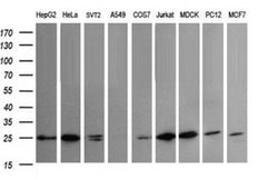 Invitrogen VTI1A Monoclonal Antibody (OTI1F4) 100 &mu;L; Unconjugated:Antibodies,