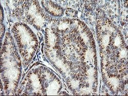 Invitrogen COPS6 Monoclonal Antibody (OTI4E7) 100 &mu;L; Unconjugated:Antibodies,