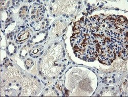 Invitrogen COPS6 Monoclonal Antibody (OTI4E7) 100 &mu;L; Unconjugated:Antibodies,