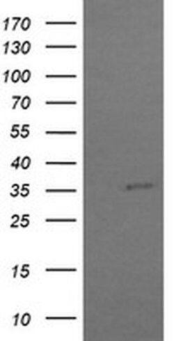 Invitrogen COPS6 Monoclonal Antibody (OTI4E7) 100 &mu;L; Unconjugated:Antibodies,