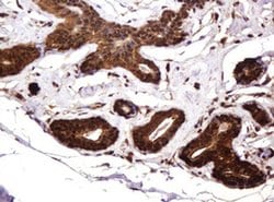 Invitrogen RASSF8 Monoclonal Antibody (OTI2B6) 100 &mu;L; Unconjugated:Antibodies,