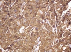 Invitrogen RASSF8 Monoclonal Antibody (OTI2B6) 100 &mu;L; Unconjugated:Antibodies,